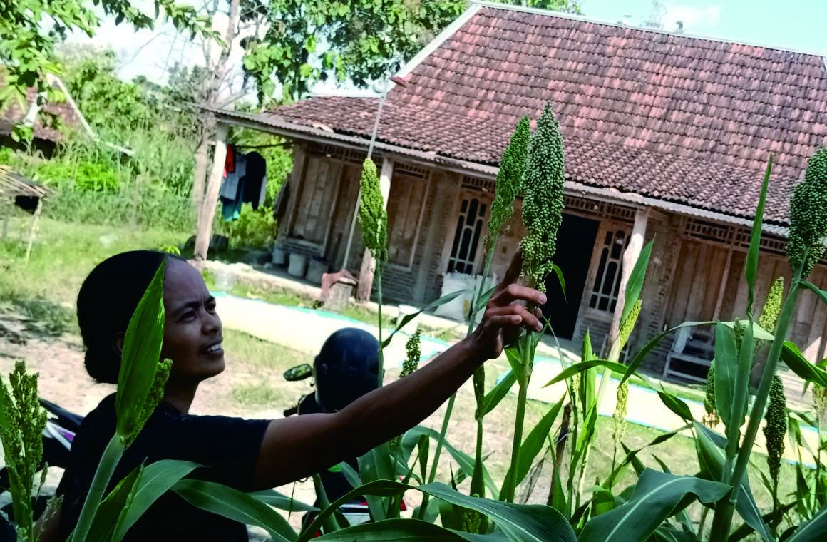 Menghidupkan kembali tanaman Sorgum